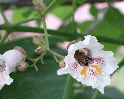 abeille-apiculteur