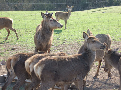 grand cerf