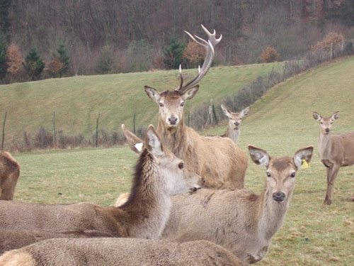 grand cerf