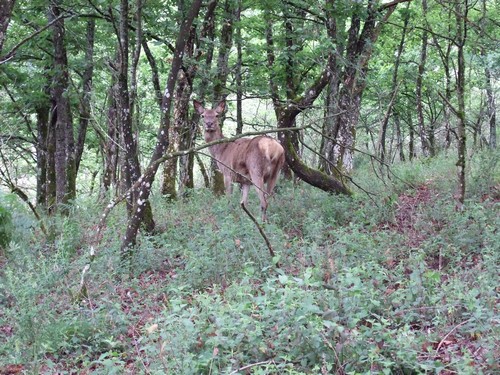 cerfs