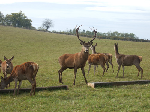grand cerf