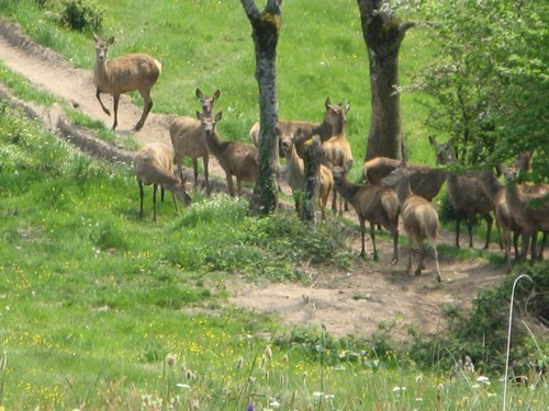 cerfs et biches