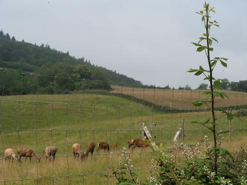 cerfs dans la valle