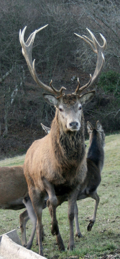 grand cerf