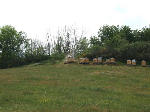 abeille ruche